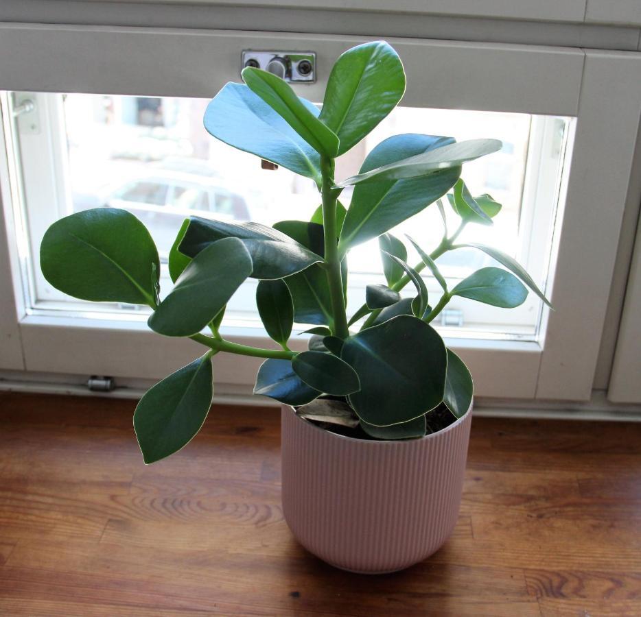Stay Here Apartment Rauha Helsinki Bagian luar foto